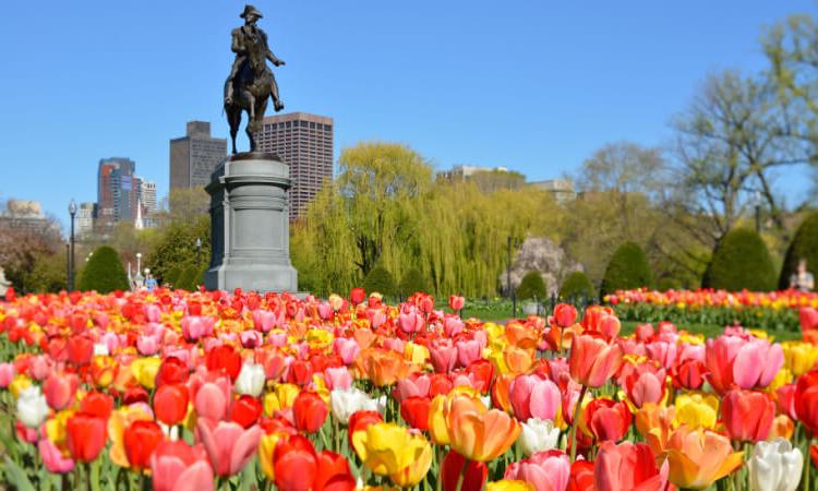 tulips blooming in the Boston Common