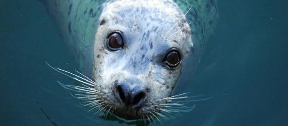 harbor seal at the new england aquarium